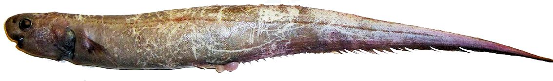 Notacanthus bonaparte_02.jpg